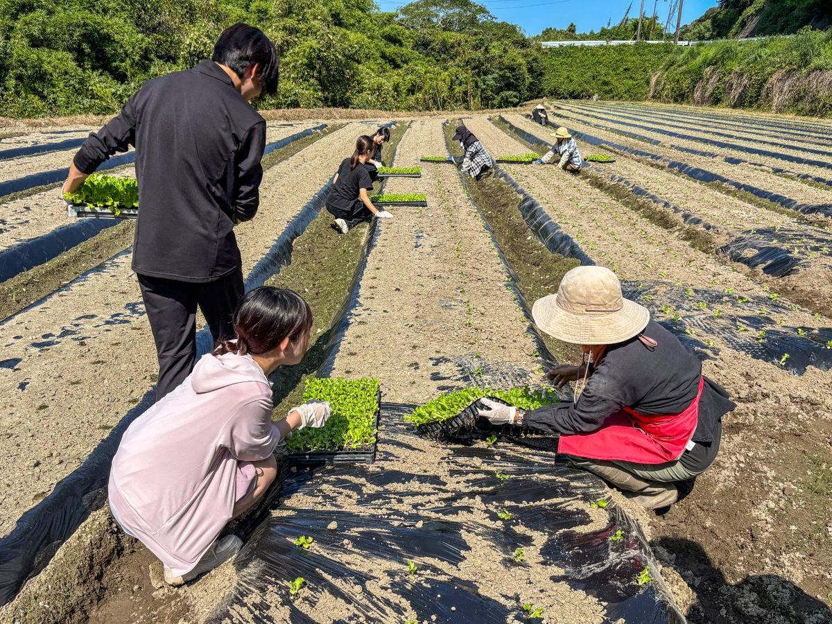 大仁田農園の畑で、苗の定植を手伝う参加者